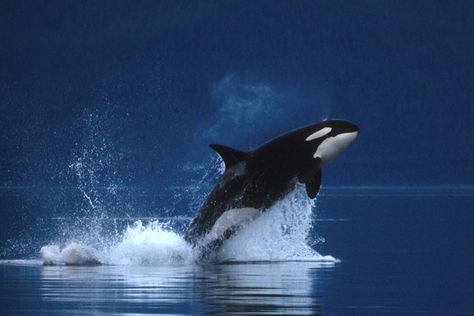 Dimensions: 1242 x 828. Alaska Images, Whale Facts, Whale Pictures, Computer Background, Washed Ashore, Orca Whales, Killer Whale, Marine Mammals, Killer Whales