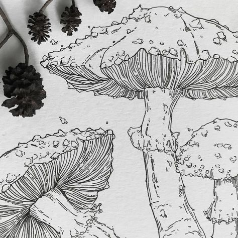 Mushroom Flower Drawing, Mushroom Nature Drawing, Mushroom Ink Art, Fungi Drawings, Pen Mushroom Drawing, Mushrooms Sketch, Botanical Mushroom Drawings, Fungi Sketchbook, Mushroom Sketch