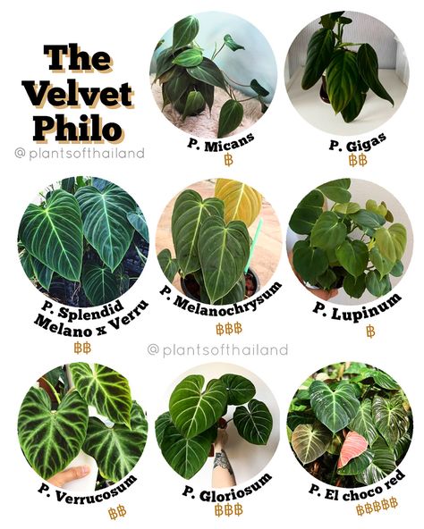 Velvet Leaf Philodendron, Types Of Philodendron Plants, Velvet Philodendron, Potted Pansies, Philodendron Types, Big Leaf Plants, Physical Traits, Plant Goals, Tropical Flower Plants