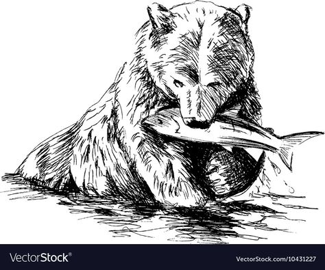 Hunting And Fishing Drawings, Bear With Fish Tattoo, Bear And Salmon Tattoo, Bear Fishing Drawing, Bear Fishing Illustration, Catching Fish Drawing, Grizzly Bear Sketch, Cornell Merch, Bear Drawing Sketches