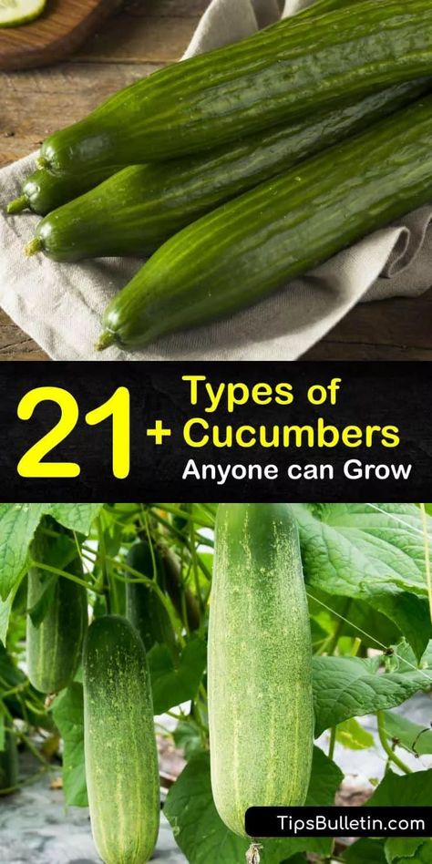 Types Of Cucumbers, Lemon Cucumbers, Burpless Cucumber, Cucumber Plants, Growing Vegetables At Home, Cucumber Gardening, Cucumber Varieties, Cucumber Canning, Cucumber Trellis