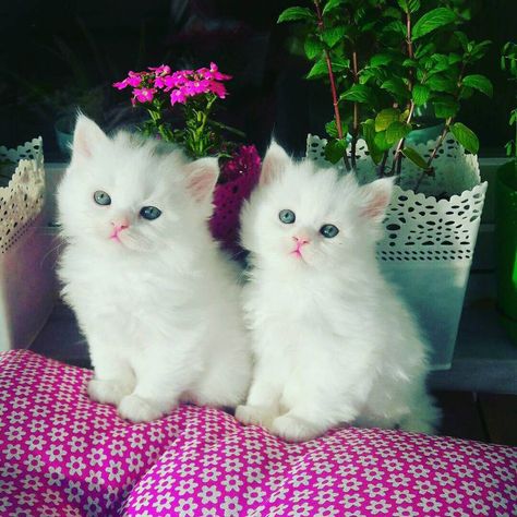 9 Beautiful White Cats and Kittens White Cat Breeds, Beautiful Kittens, Cute Little Kittens, Devon Rex, White Kittens, White Cats, Little Kittens, Maneki Neko