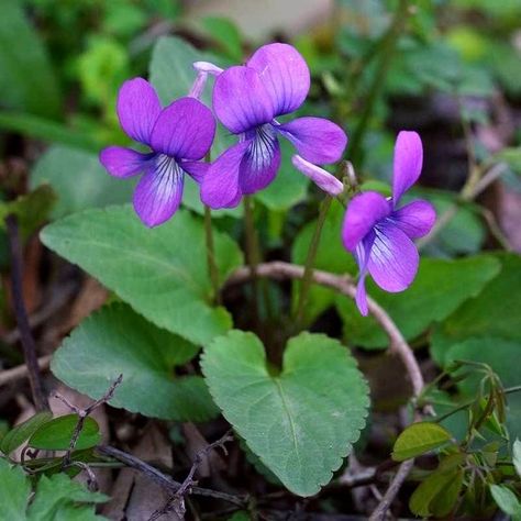 Violet Flower Tattoos, Magical Cottage, Flower Reference, Watercolour Flowers, Sweet Violets, Plant Photography, Rare Flowers, Violet Flower, Birth Month Flowers