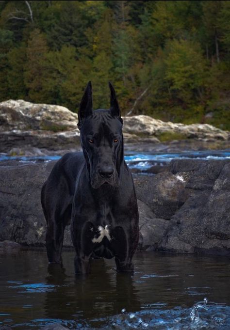 Great Dane Dogs Black, Great Dane Service Dog, Black Great Dane Puppy, Black Great Dane, Alabai Dog, Black Doberman, Black Great Danes, Regard Animal, Big Dog Breeds