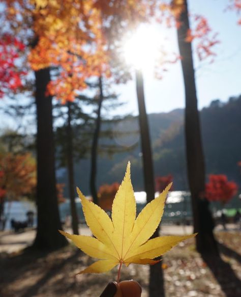 Nami Island Autumn, Korea Travel Photography, Trip Poses, Nami Island, Korea Trip, Korea Travel, Park Jihoon, Fall Feels, Beautiful View