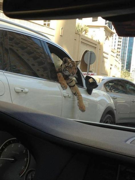 Just another day in Dubai traffic...    If this is true, I want to move to Dubai and just drive around with a pet tiger. Fly Emirates, Pet Tiger, Bugatti Veyron, A Tiger, Big Cats, The Window, Animal Kingdom, Bugatti, Feline