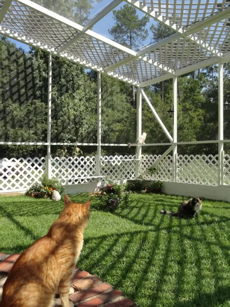 Cat Structures, Chicken Fencing, Backyard Fencing, Kitty Condo, Cat Habitat, Outdoor Enclosure, Katt Grejer, Cat Area, Cat Enclosures