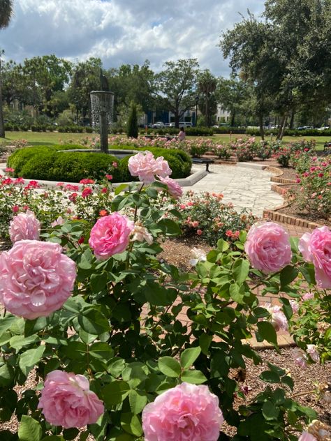 Garden Park Aesthetic, Flower Park Aesthetic, City Park Aesthetic, Campus Aesthetic, Flower Park, 19 Birthday, Park Aesthetic, Flower Road, Secret Place