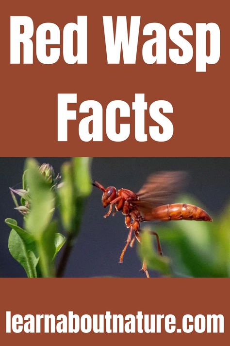 Red Wasp Facts Allergic Reaction Remedies, Wasp Sting Remedy, Red Wasp, Nature Website, Wasp Killer, Red Wasps, Wasp Repellent, Triassic Period, Flying Animals