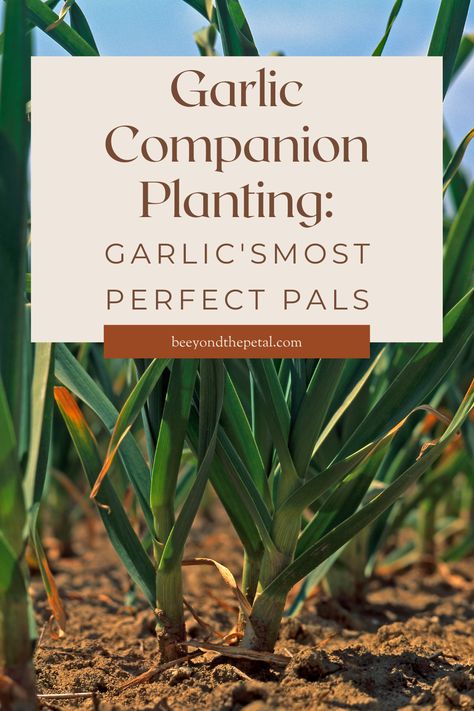 What To Plant With Garlic, Companion Plants For Garlic, Garlic Companion Planting, Garlic Companion Plants, Onion Companion Planting, Tennessee Garden, Garlic Harvest, Garlic Garden, Spring Garlic