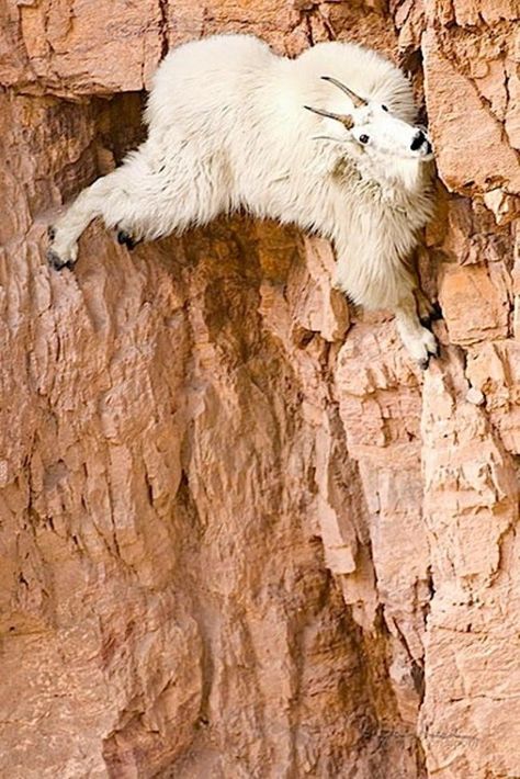 Angora Goat, Mountain Goats, Amazing Animal Pictures, Albino Animals, Strange Photos, Mountain Goat, Animal Photos, Animal Facts, Amazing Animals