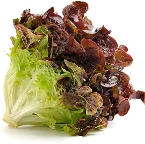 Amazon.com: red sails lettuce Growing Cabbage, Microgreens Garden, Red Lettuce, Types Of Lettuce, Red Leaf Lettuce, Leaf Lettuce, Lettuce Seeds, Jasmine Plant, Vegetables To Grow