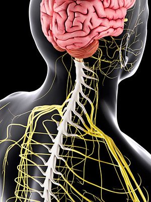 Femoral Nerve, Nerve Disorders, Cauda Equina, Guillain Barre, Guillain Barre Syndrome, Peripheral Nervous System, Zika Virus, Neurological Disorders, Autoimmune Disorder