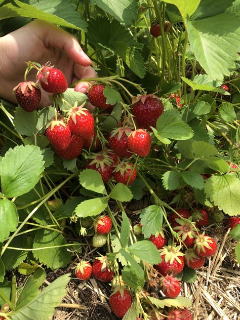 Strawberry Picking Aesthetic, Smoothies With Yogurt, Smoothie Recipes Fruit, Veggie Soups, Aesthetic Sunshine, Fruit Smoothie Recipe, Pizza Fruit, Red Place, Recipes Veggie