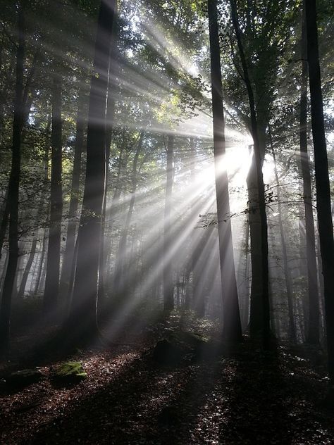 Sunbeam, Rays, Sun, Forest, Tyndall Effect Tyndall Effect, Nature Preserve, Back On Track, Guest Posting, Kingfisher, Get Back, Nature Photos, Free Photos, Free Stock Photos