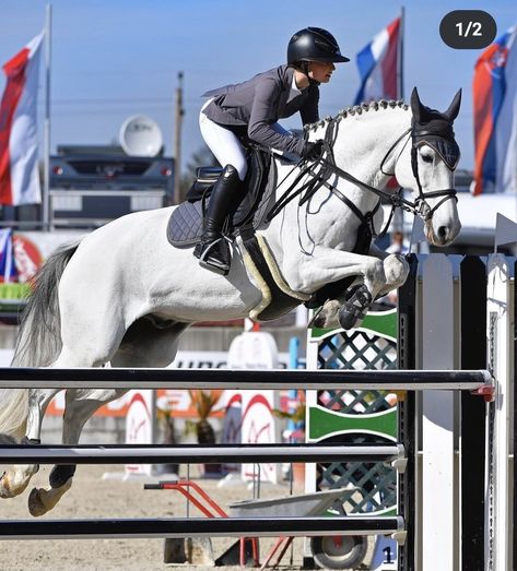 Grey Horse Jumping, White Horse Jumping, Horses Jumping, Jumping Horses, Grey Horses, Lusitano Horse, Show Jumping Horses, Beautiful Horse Pictures, Grey Horse