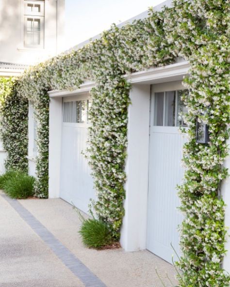 Mary Maurel on Instagram: “STAR JASMINE  I love smothering garages with creepers. Here in a project from a few years back, Star Jasmine frames the garage doors.…” Venue Landscaping, Dogwood Tree Landscaping, Tree Landscaping, Landscaping Along Fence, Dogwood Tree, Arch Trellis, Front Garden Landscape, Zone 7, Succulent Landscaping