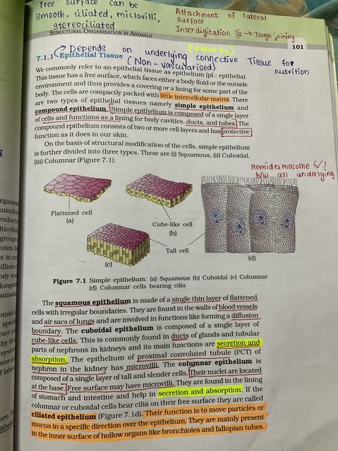 Ncert Biology Class 12 Book, Biology Ncert Book Highlights, Ncert Biology, Science Stream, Neet 2023, Biology Lover, Biology Class 12, Neet Motivation, Biology Class 11