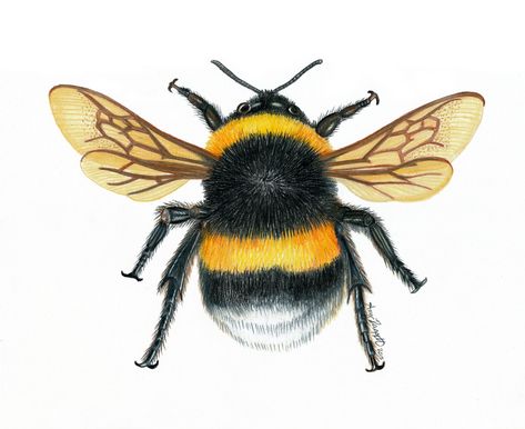 Colored pencil illustration of a Bumble Bee Lizzie Harper, Bumble Bee Illustration, Bumble Bee Insect, French Images, Bumble Bee Art, Bee Drawing, Craft Label, Insect Wings, Bee Illustration