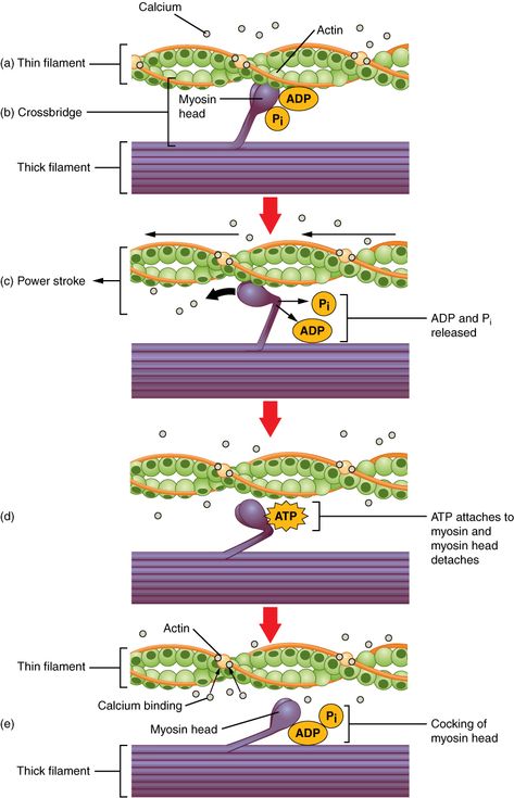 10.3: Muscle Fiber Contraction and Relaxation - Medicine LibreTexts Muscle Contraction Steps, Muscle Fiber, Smooth Muscle, Rigor Mortis, Basic Anatomy And Physiology, Exercise Physiology, Musculoskeletal System, Medicine Student, Muscular System