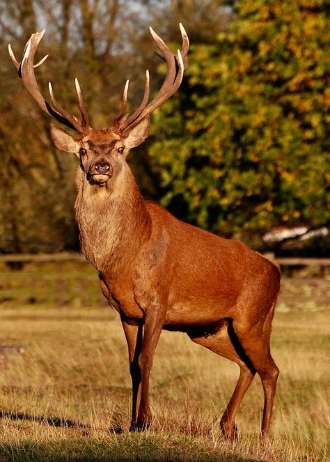 https://flic.kr/p/azQquf | Red Deer Stag Red Deer Stag, Deer Photography, Red Stag, Deer Wallpaper, Big Deer, Deer Photos, Deer Pictures, Deer Painting, Stag Deer