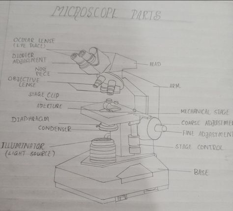 Light microscope with label parts Microscope Diagram, Microscope Drawing With Label, Microscope Drawing, Microscope Parts, Blackout Poetry Art, Female Reproductive System, Medical Student Study, Biology Lessons, Poetry Art