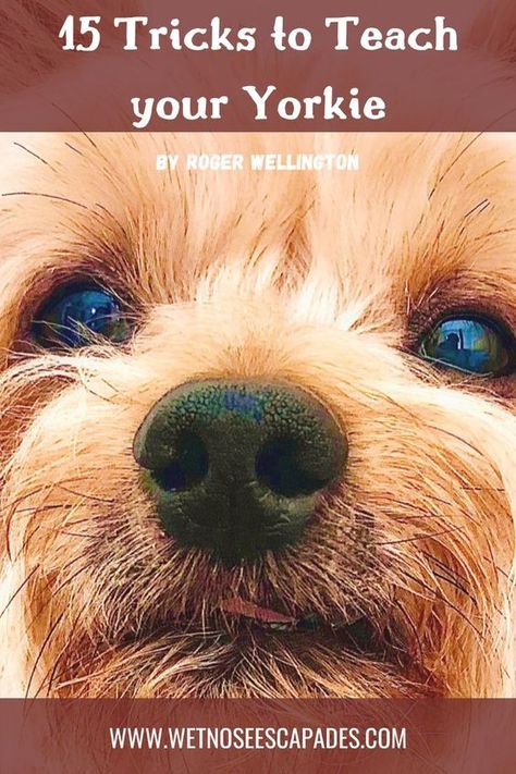 Yorkie Puppy Training, Yorkie Puppy Care, Yorkie Training, Dog Tricks Easy, Dog Trick, Dog Communication, Yorkie Moms, Yorkie Terrier, Dog Training Treats