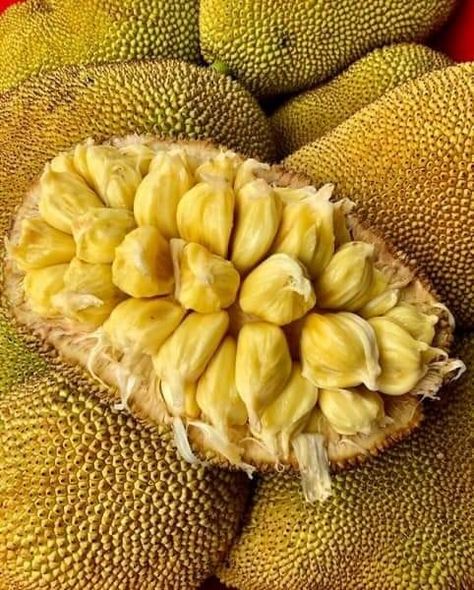 Ripe Jackfruit, Raw Jackfruit, Jackfruit Seeds, Indigestion Remedies, Jackfruit Tree, High Fiber Breakfast, Tropical Countries, Soluble Fiber, Different Fruits