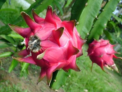 Como plantar Pitaia. A pitaia ou pitaya é fruto de um cacto natural de climas tropicais e subtropicais, que produz um fruto bizarro que pela sua aparência também é conhecido como 'Dragon fruit' ou fruto do Dragão. É adoci... Dragon Fruit Varieties, Como Plantar Pitaya, How To Grow Dragon Fruit, Dragon Fruit Tree, Yellow Dragon Fruit, Dragon Fruit Plant, Buah Naga, Fruit Du Dragon, Thanh Long