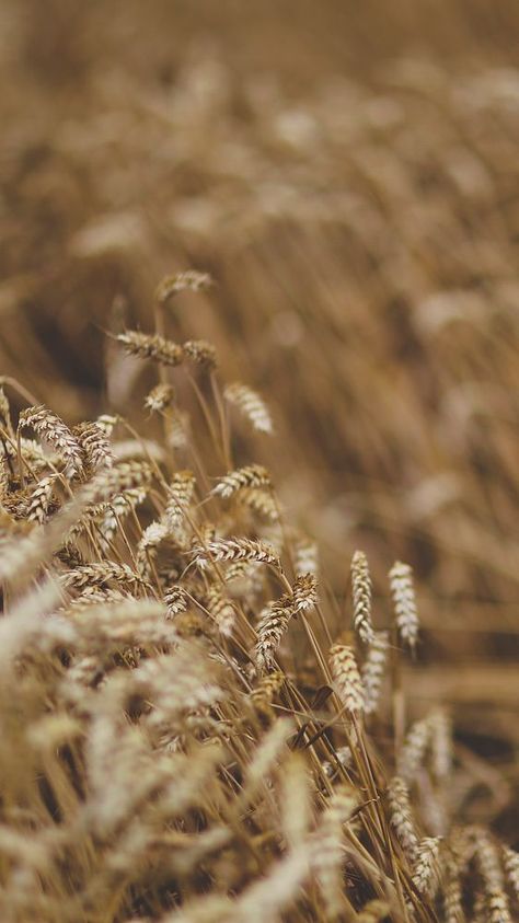 Nature phone wallpaper background, field of barley in the summer. Visit Kaboompics for more free images. | premium image by rawpixel.com Nature Phone Wallpaper, Rustic Wallpaper, Rustic Background, Download Free Images, Nature Images, Barley, Wallpaper Aesthetic, Mobile Wallpaper, Summer Aesthetic