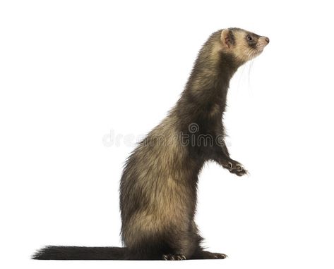 Side View Of A Ferret Standing On Hind Legs, Isolated Stock Image - Image of standing, legs: 37142377 Ferret Oc, Ferret Standing, Pinch Pot Animals, Art Reference Animals, Pot Animals, Baby Ferrets, A Ferret, Paper Mache Animals, Pet Ferret