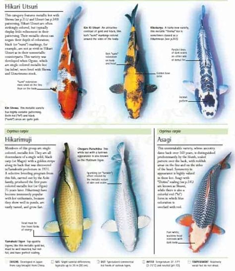 Koi Fish Color Meaning, Meaning Of Koi Fish, Koi Fish Meaning, Koi Fish Care, Koi Fish Tattoo Design, Koi Fish Tattoo Meaning, Fish Tattoo Design, Koi Fish Colors, Black Koi Fish