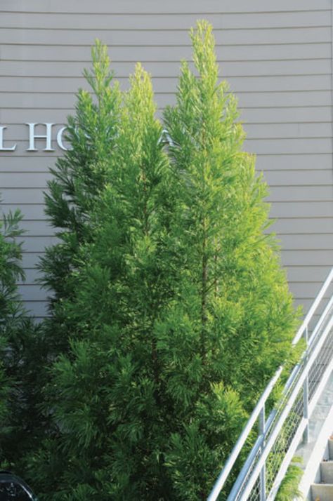 'Yoshino' Japanese cedar | Horticulture Evergreen Gardens, Japanese Landscaping, Yard Renovation, Japanese Cedar, Evergreen Landscape, Garden Screen, Red Maple Tree, Small Yards, Evergreen Garden