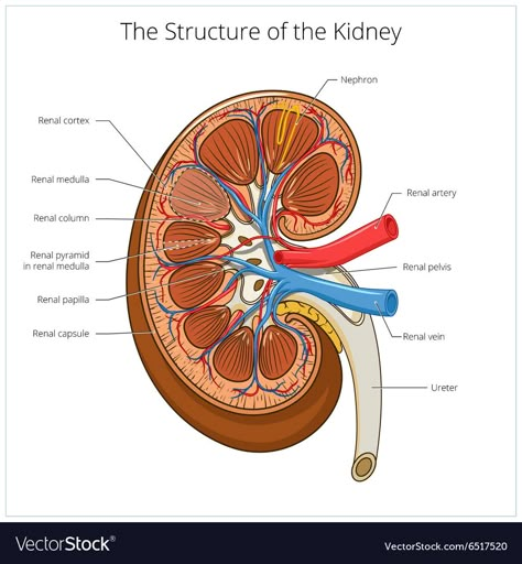 Kidney Symptoms, Medical Vector, Human Kidney, Illustration Science, Basic Anatomy And Physiology, Medical School Studying, Cold Symptoms, Medical School Essentials, Biology Notes