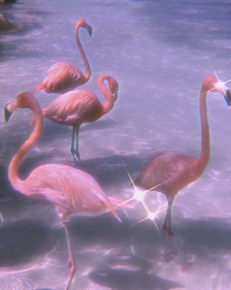 Flamingo Aesthetic, Flamingo, Pink