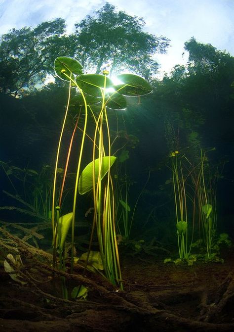 1000+ images about Pond on Pinterest | Lakes, Lotus and The pond Underwater Plants, Underwater Images, Bawah Air, Gothenburg Sweden, Water Lilly, Photography Competitions, Lily Pond, Gothenburg, Aquatic Plants