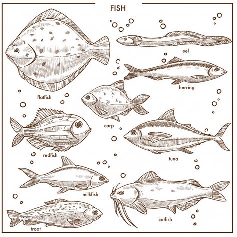 Fish sketch species with names vector is... | Premium Vector #Freepik #vector #water Sea Terrarium, Scratchboard Art Lessons, Art Homework, Fish Sketch, Drawn Fish, Scratchboard Art, Fish Icon, Fish Drawing, Different Fish