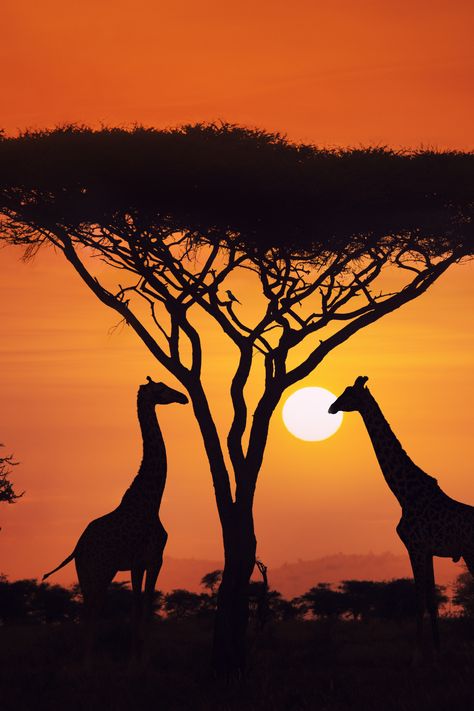 Embark on a journey to South Africa's natural wonders! 🇿🇦✨   From beautiful coastlines to snow-capped peaks, this country's beauty knows no bounds. Encounter diverse wildlife in the magnificent National Parks, immerse in tribal dancing, and marvel at ancient forts. Visit Victoria Falls, the world's largest waterfalls, and safari in Chobe National Park! 🦒  #SouthAfrica Adventure #WildlifeSafari #Travel #safari Serengeti Safari, Drawing Backgrounds, Chobe National Park, Giraffe Pictures, Zanzibar Tanzania, African Sunset, Stone Town, Tanzania Safari, Serengeti National Park