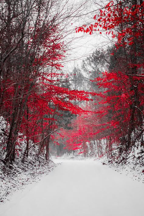 this is so i think is beautiful, the contrast of the red trees and the dull greys,whites and browns just really apeal to my eye. Red Trees, Red Blossoms, Winter Scenery, Winter Beauty, Winter Pictures, Snow Scenes, Winter Photography, Winter Landscape, Let It Snow