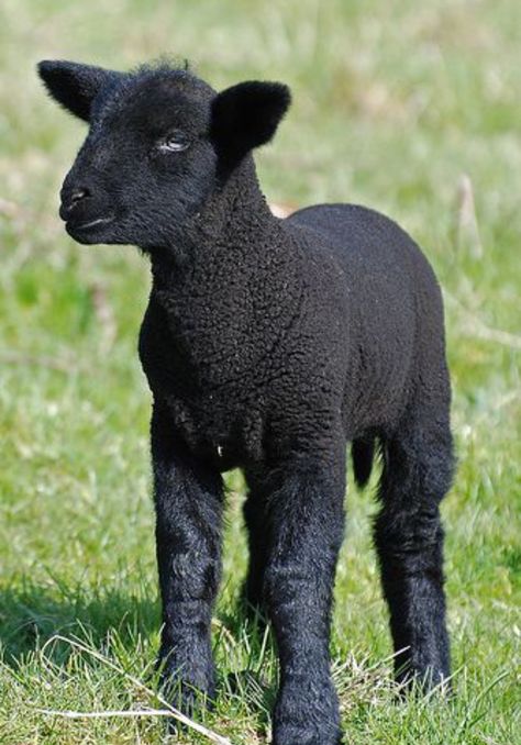 Black lamb Baa Baa Black Sheep, Baby Sheep, Baby Lamb, Oita, Baby Goats, Black Animals, Down On The Farm, Black Sheep, Sweet Animals