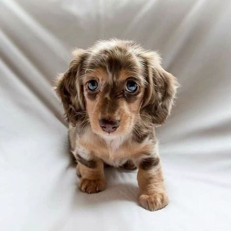 Daschund Puppies, Dapple Dachshund Puppy, Dapple Dachshund, Cute Animals Puppies, Very Cute Dogs, Baby Animals Pictures, Weenie Dogs, Dachshund Puppies, Dachshund Puppy