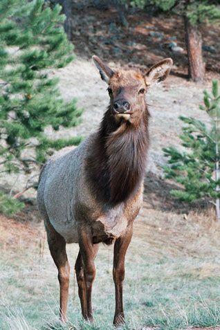 Female Elk Irish Elk Drawing, Elk Reference, Female Elk, Elk Reference Photo, Horned Animals, Cow Elk, Irish Elk, Bugling Elk, Lodge Ideas