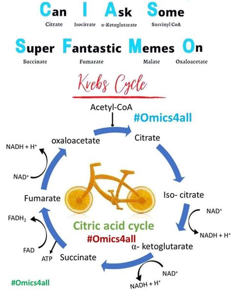 Citric Acid Cycle, Acetyl Coa, Krebs Cycle, Biology Facts, Can I Ask, Biology Notes, Pre Med, Future Career, Biochemistry