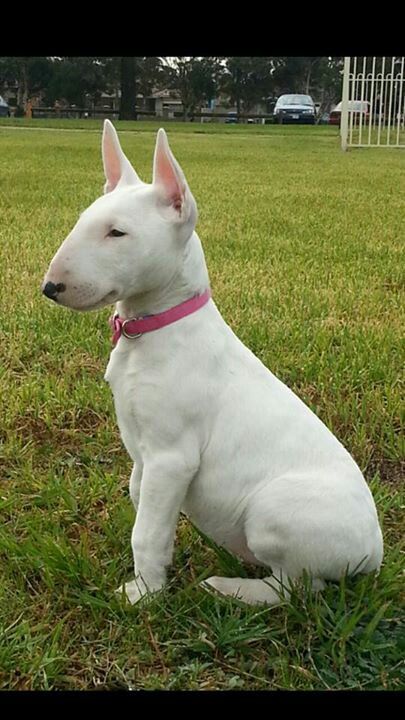 Beautiful bullie girl Mini Bull Terriers, Tattoo Animal, Unique Dog Breeds, Bull Terrier Puppy, Terrier Breeds, Learn Facts, Labrador Retriever Puppies, English Bull Terriers, Health Information