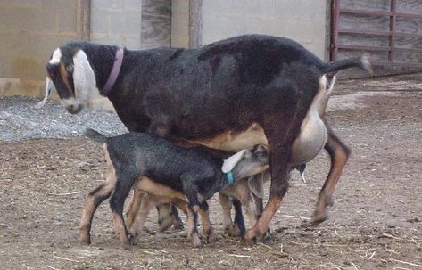 Nubian with triplets. Goat Meaning, Animal Husbandry, Goat Barn, Milk Production, Dairy Goats, Wild Plants, Goat Milk, Farm Life, Farm Animals