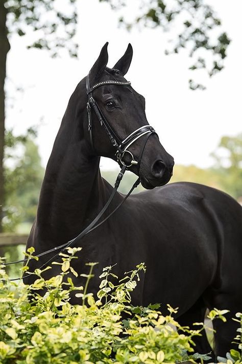 Black Horse Photography, Horse Riding Aesthetic, Warmblood Horses, Horse Riding Outfit, Beautiful Horses Photography, Show Jumping Horses, Cute Horse Pictures, Horse Aesthetic, Black Horses