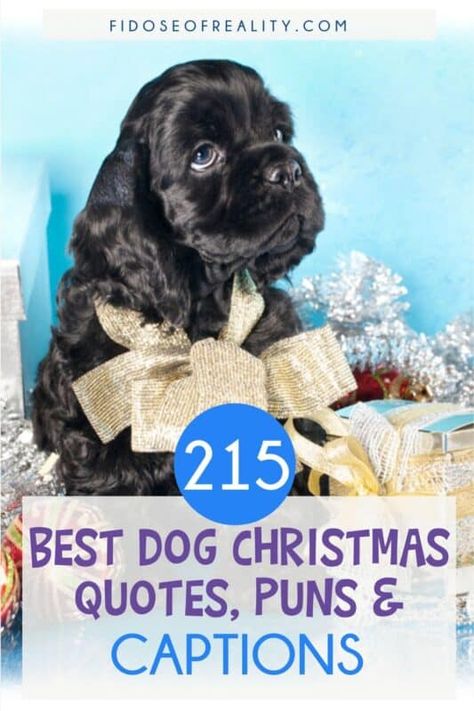 Christmas Quotes Dogs, Dog Christmas Captions, Dog Christmas Quotes, Christmas Dog Quotes, Christmas Dogs Funny, Buddhism Beliefs, Christmas Tree Quotes, Ig Quotes, Xmas Quotes