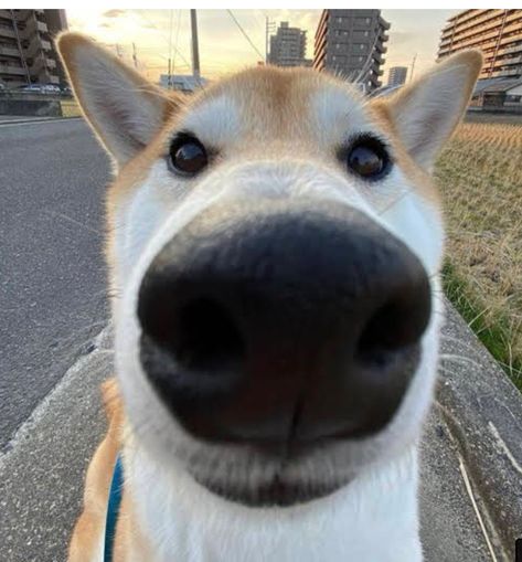 Meme Dog, Big Nose, Group Chat, Close Up, Dogs