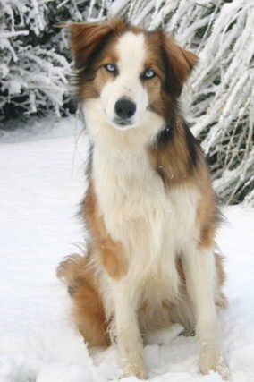 Friend's dog Welsh Sheepdog, Collie Breeds, English Shepherd, Photos Of Dogs, Designer Dogs, Health Pictures, All Dog Breeds, Gorgeous Cats, Herding Dogs