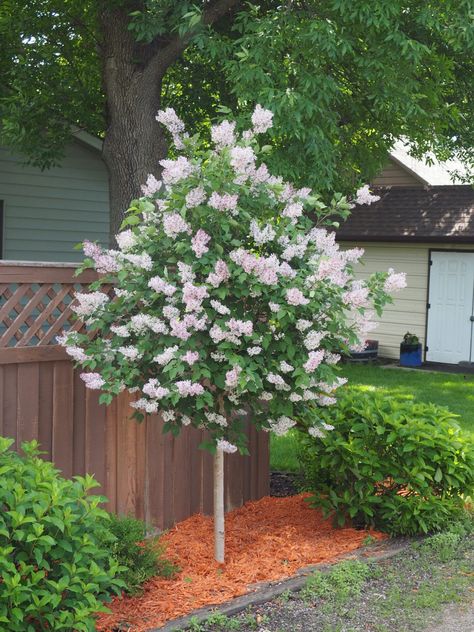 OLYMPUS DIGITAL CAMERA Miss Kim Lilac Bush, Lilac Bush Landscaping, Bush Landscaping Ideas, Bush Landscaping, Miss Kim Lilac, Lilac Bush, Lilac Bushes, Lilac Tree, Flowers Blooming